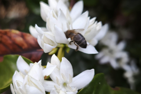Finca Los Castaños: koffietour en proeverij in de Agaete-vallei