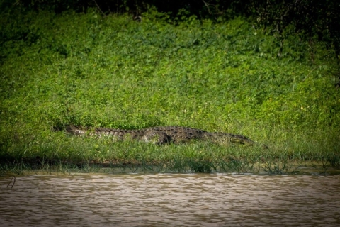 Au départ de Negombo : Safari tout compris dans le parc national de Minneriya
