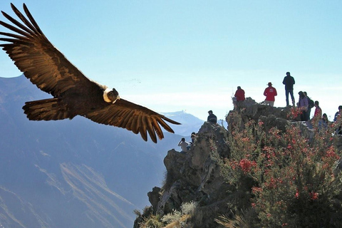 Colca Canyon Day Trip: From Arequipa to Puno