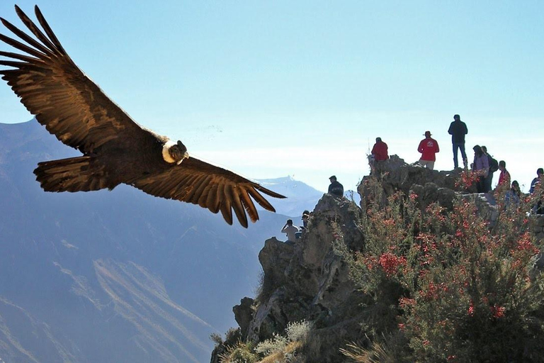 Wycieczka 1-dniowa do Kanionu Colca: Z Arequipy do Puno