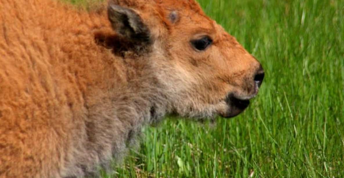 Grand Teton National Park: 4-Hour Wildlife Safari Adventure