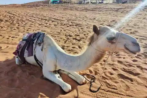 Giornata privata nel deserto con osservazione del tramonto