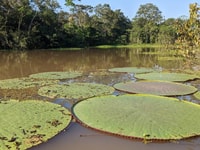 Amazon, Nanay & Momon Rivers Excursion - Housity