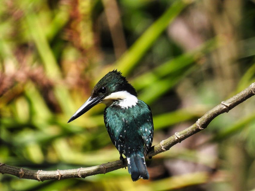 Carara National Park: Guided Walk Carara Costa Rica Nature | GetYourGuide