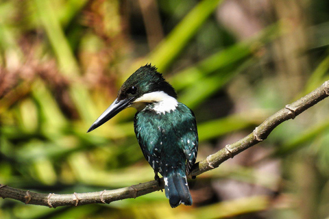 Parque Nacional de Carara: Paseo guiado Carara Costa Rica Naturaleza