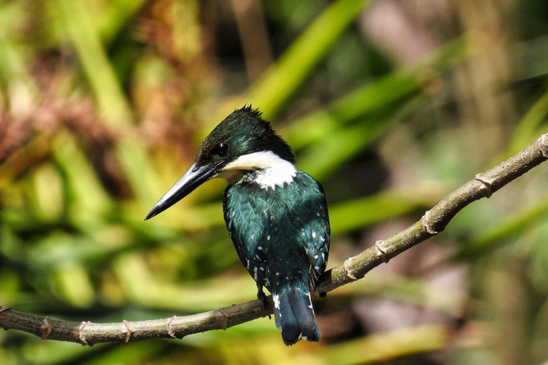 Parque Nacional de Carara: Paseo guiado Carara Costa Rica Naturaleza