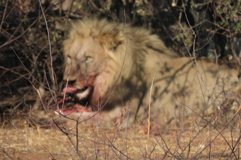 Dinokeng half safari for traveller's with limited time.
