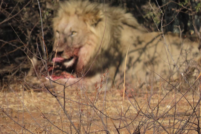 Dinokeng half safari for traveller's with limited time.