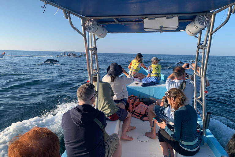 Puerto Escondido: Bootstour zu Delfinen und MeerestierenPrivate Tour