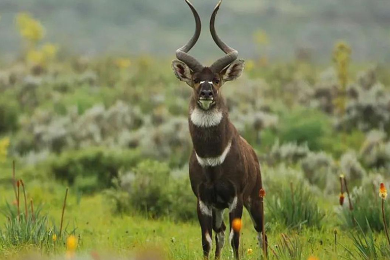 From Addis Ababa:-3Days Bale mountains tour-with flight