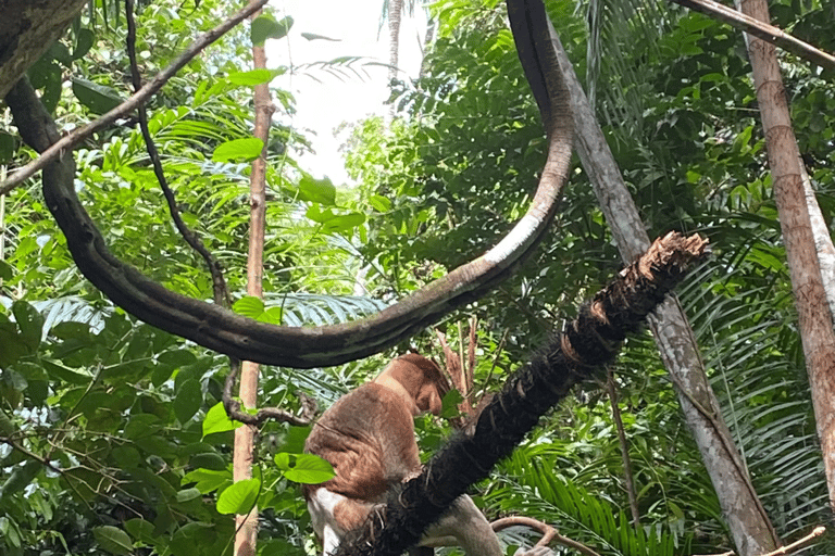Kuching: Bako Wildlife Day Tour