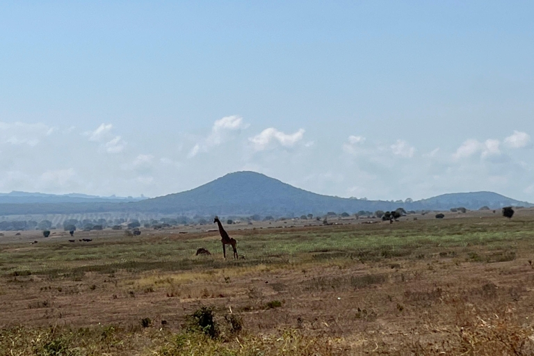 Viaje de 2 semanas a Tanzania : 8 días Lemosho, Safari y Cultura.8 días por la ruta clásica de Lemosho, Safari y experiencia cultural
