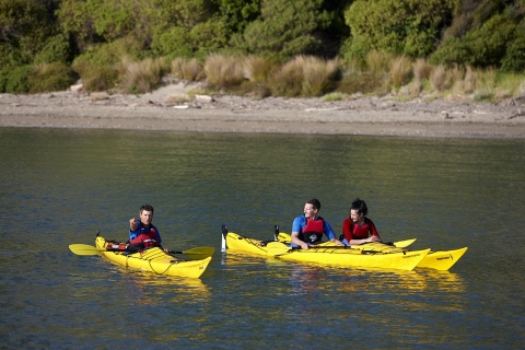 Auckland: tour de medio día en kayak de mar a la isla de Motukorea