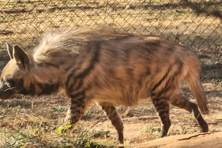 From Johannesburg: Lion & Safari Park Guided Game Drive