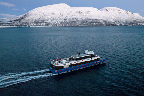 From Tromsø: Whale Watching Safari on High-Speed Catamaran