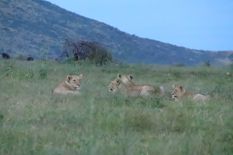 Safari de 4 días en tienda de campaña en Pilanesberg TlouSafari de 4 días en tienda de campaña por Pilanesberg Tlou