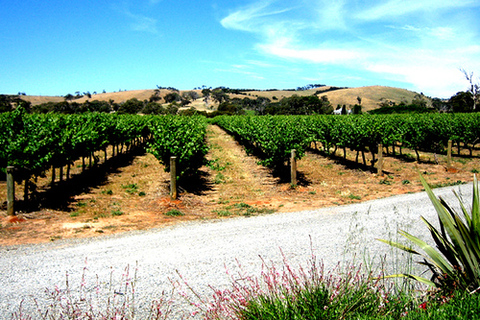 Excursion d&#039;une journée dans la région de BarossaLe meilleur de la Barossa