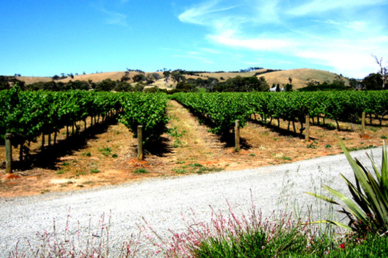 Excursion d&#039;une journée dans la région de BarossaLe meilleur de la Barossa