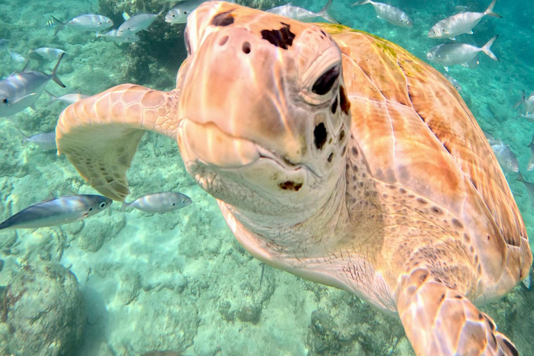 Barbados: Small-Group Catamaran Cruise with Snorkeling