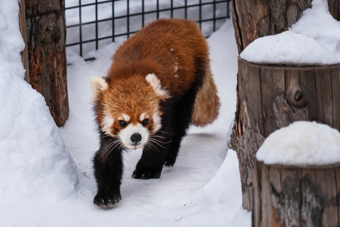 سابورو: جولة في حديقة أساهياما للحيوانات والبركة الزرقاء والينبوع الساخنالطريق C - 7:30 من الفندق/الم