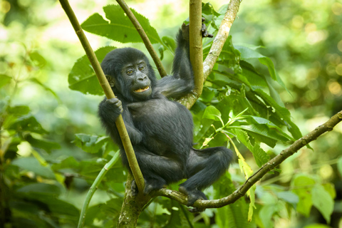 Tour di 1 giorno di trekking con i gorilla a Bwindi da Kigali