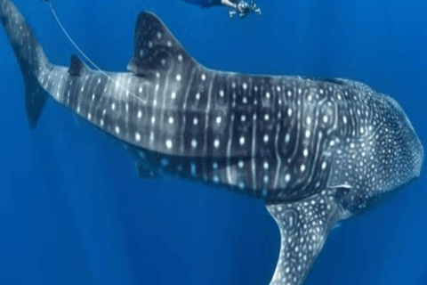 From Lombok Or Sumbawa Sharing 2D1N Whale Shark Snorkeling Starting from Sumbawa 2D1N Whale Shark with Snorkeling