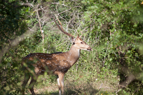 All Inclusive Yala Leopard Safari from Colombo, Ella & Galle