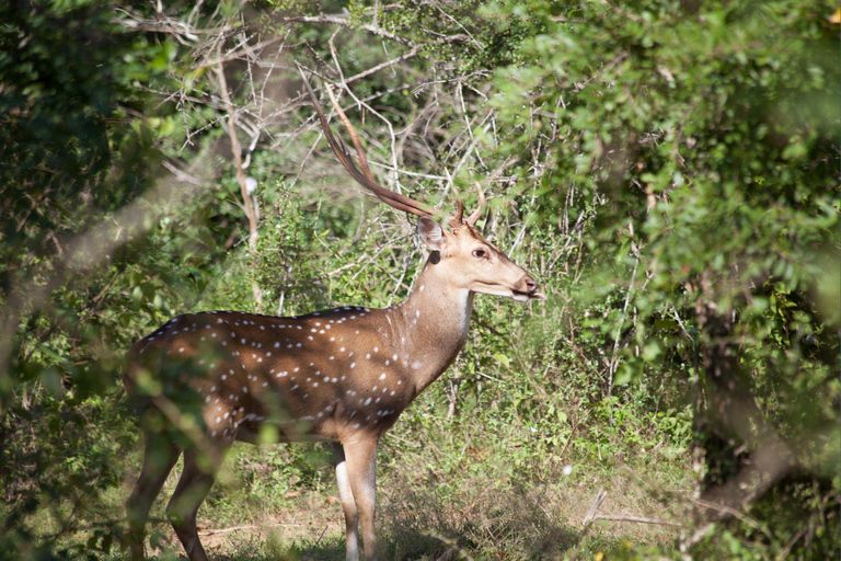 All Inclusive Yala Leopard Safari from Colombo, Ella & Galle