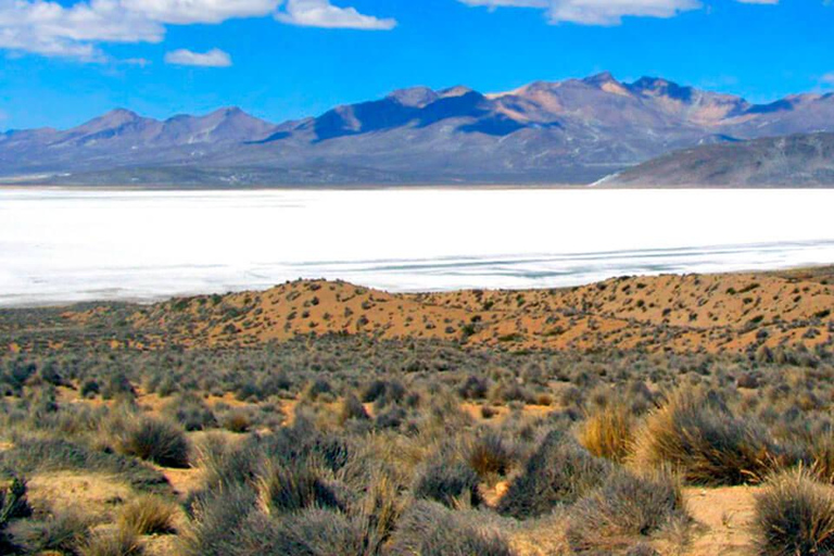 Excursión Laguna de Salinas y Reserva Nacional 8 horas