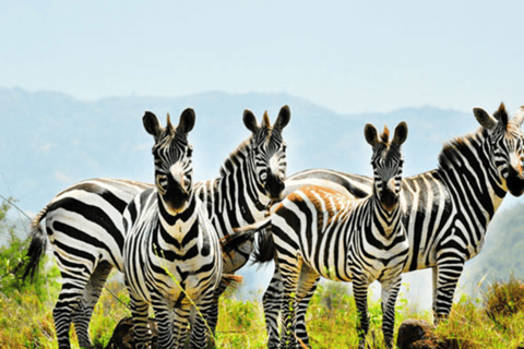 8 Days From Addis Ababa: Omo Valley Cultural & Tribal Tour