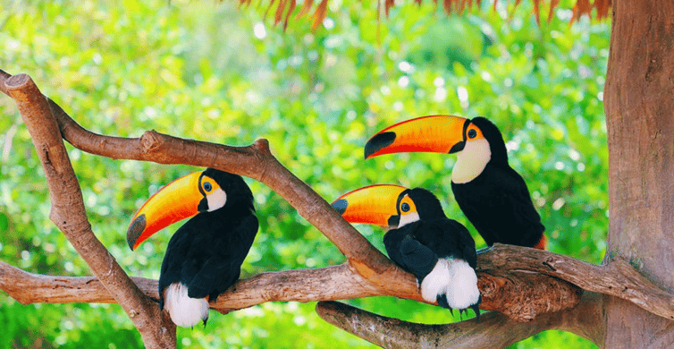 Shanghai: Wild Animal Park Ticket photo 8