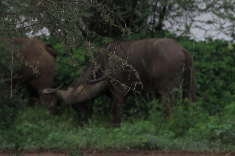 Arusha National Park: Day Trip with Walking Safari & Canoe Shared Day Trip Transfer & Game Drive (Fees Excluded)