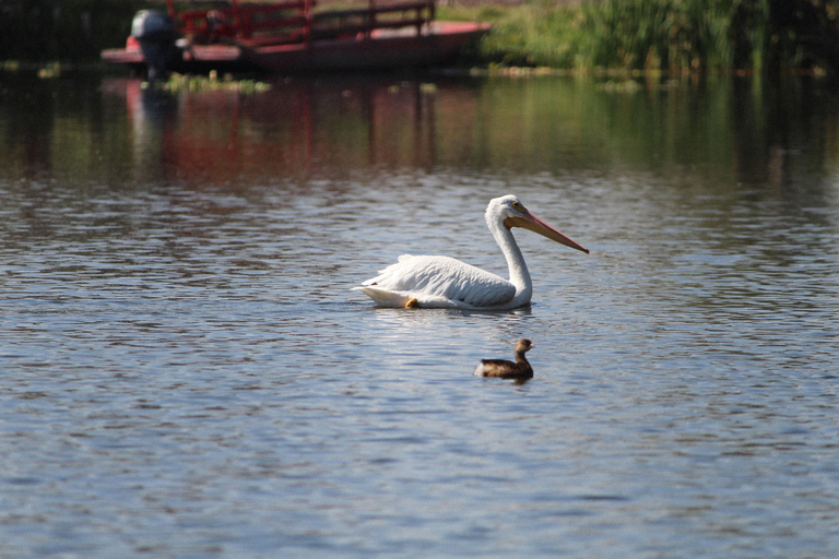 Xochimilco: Chinampa and Axolotl Boat Tour