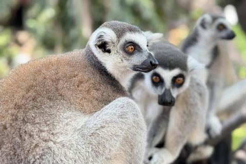 Bangkok/Pattaya: Excursão particular ao Zoológico Khao Kheow com serviço de busca