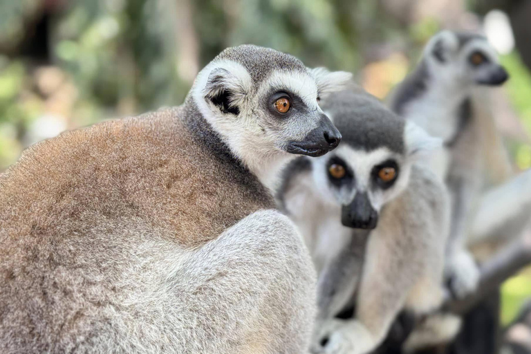 Bangkok/Pattaya: Excursão particular ao Zoológico Khao Kheow com serviço de busca