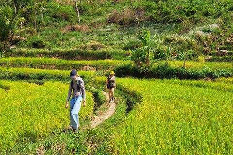 Desde Yogyakarta: De las Terrazas de Arroz de Selogriyo a la Cascada Oculta