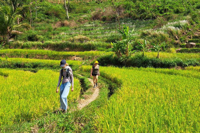 From Yogyakarta: Selogriyo Rice Terraces to Hidden Waterfall