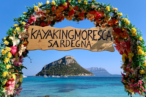 Golfo Aranci: Kayak Tour with Dolphins and Aperitif Morning Experience with Aperitif and Dolphins