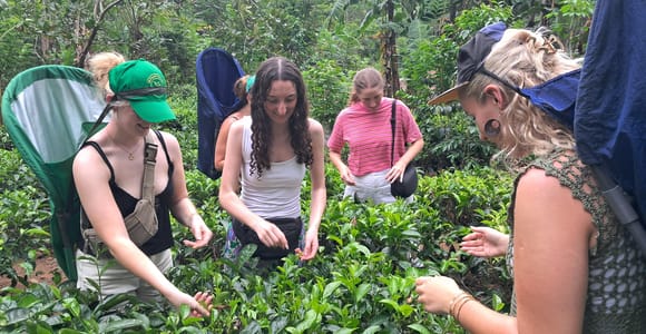 Ella: Organic Tea Plantation Tour with Tea Making & Tasting