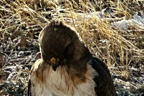 Las Vegas: Small-Group Grand Canyon Skywalk, Hoover Dam Tour