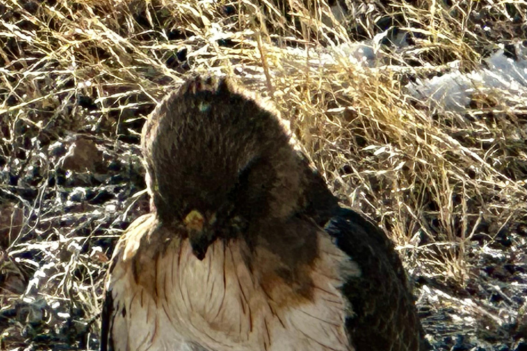Las Vegas: Small-Group Grand Canyon Skywalk, Hoover Dam Tour
