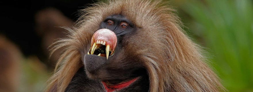 Gondar : 3 jours de trekking dans les montagnes du Simien