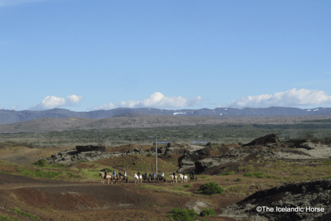 ريكيافيك: جولات ركوب الخيل