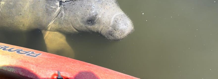 Bradenton : Visite guidée en kayak de l'île d'Anna Maria et des Lamantins