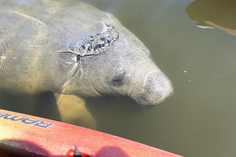 Bradenton: Anna Maria Island Guided Kayaking Manatee Tour