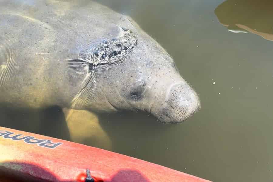 Bradenton: Anna Maria Island Geführte Kajaktour mit Manatee. Foto: GetYourGuide