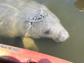 Bradenton: Anna Maria Island: passeio guiado de caiaque pelo peixe-boi