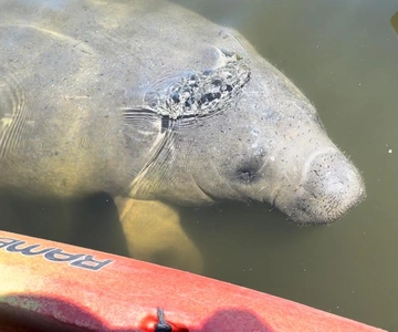Bradenton: Anna Maria Island: passeio guiado de caiaque pelo peixe-boi