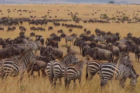 14 Days Best of Kenya and Tanzania Wildlife Adventure