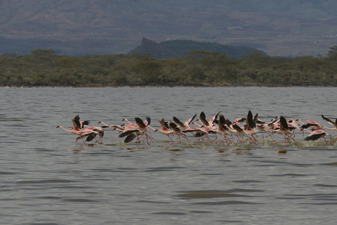 Mara Majesty & Nakuru Splendor – 4-Day Wildlife Safari